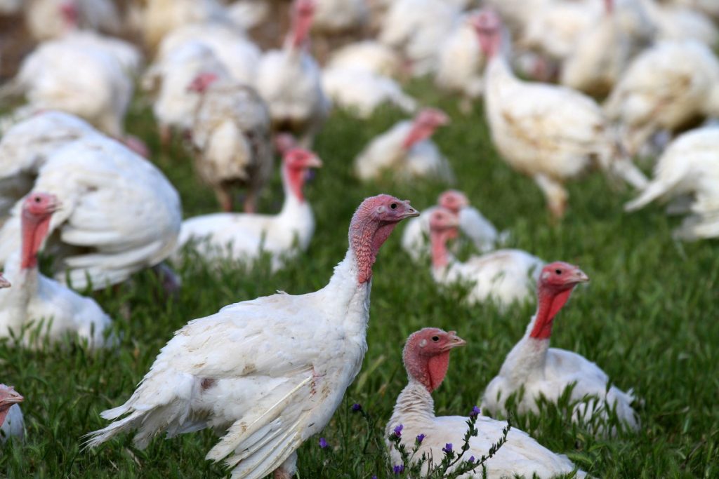 Enviroganic Farm organic turkeys